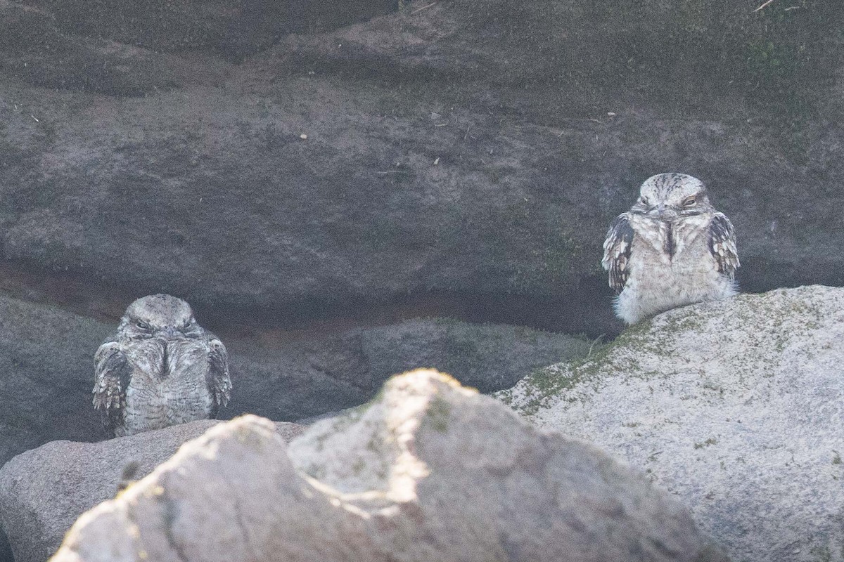 Ladder-tailed Nightjar - ML62556721