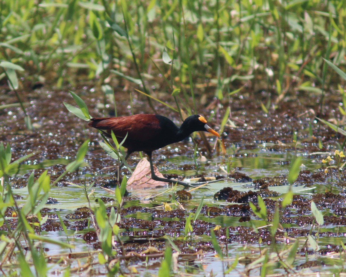 Northern Jacana - ML625567212