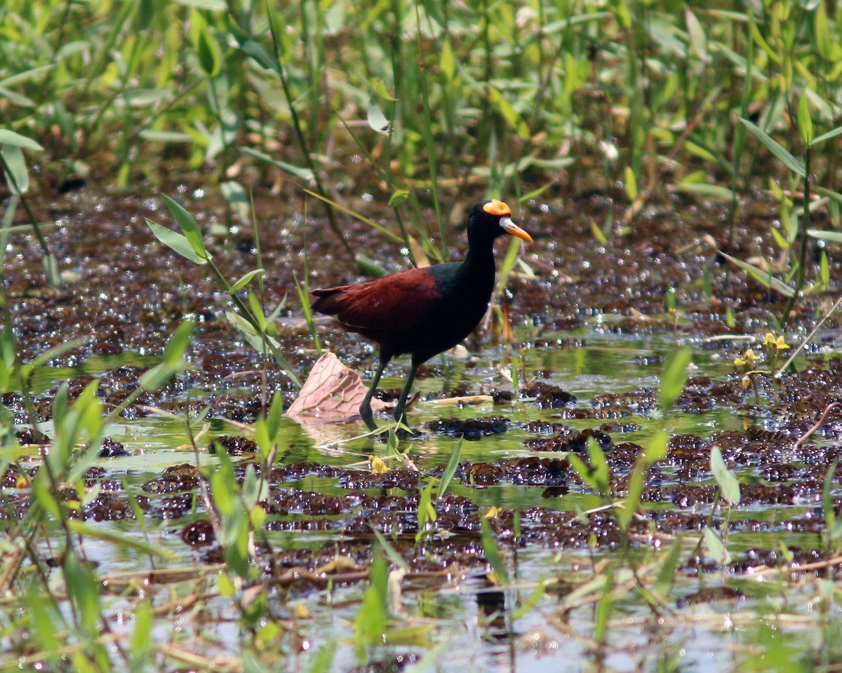 Northern Jacana - ML625567213