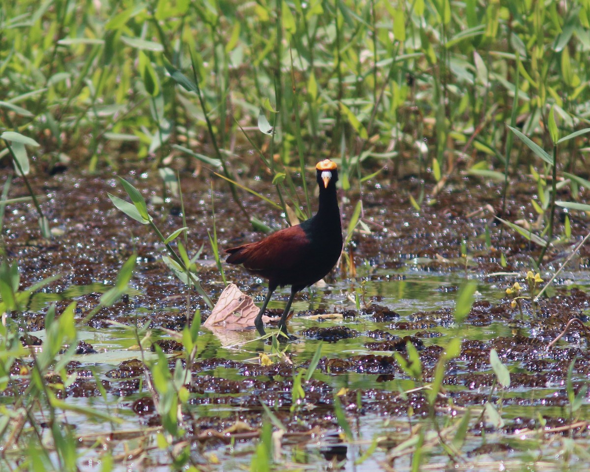 Northern Jacana - ML625567214