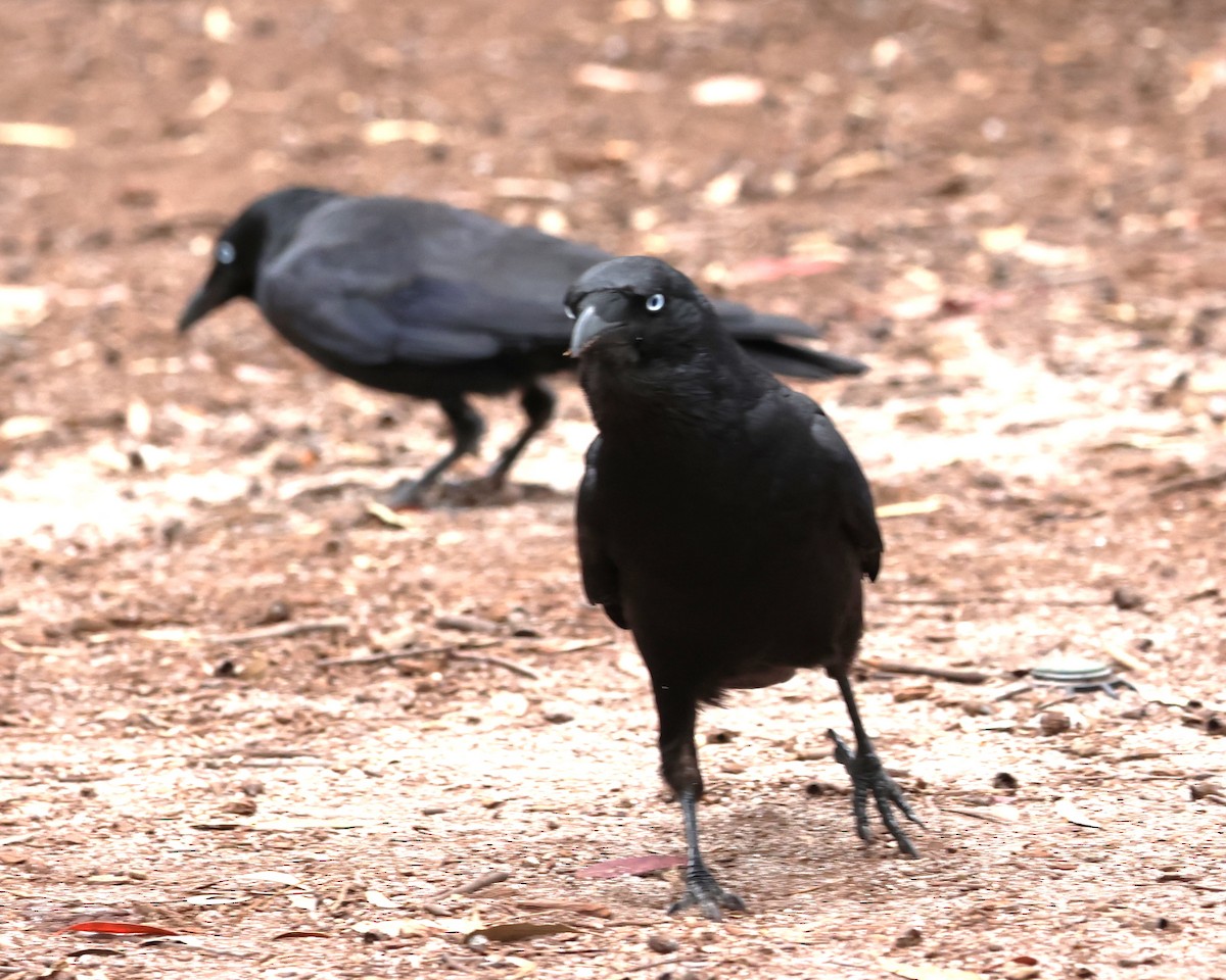 Australian Raven - ML625567218