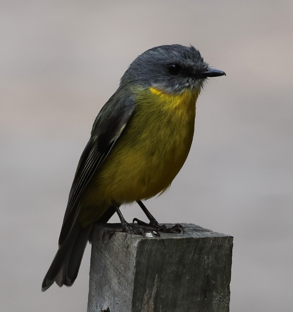 Eastern Yellow Robin - ML625567227