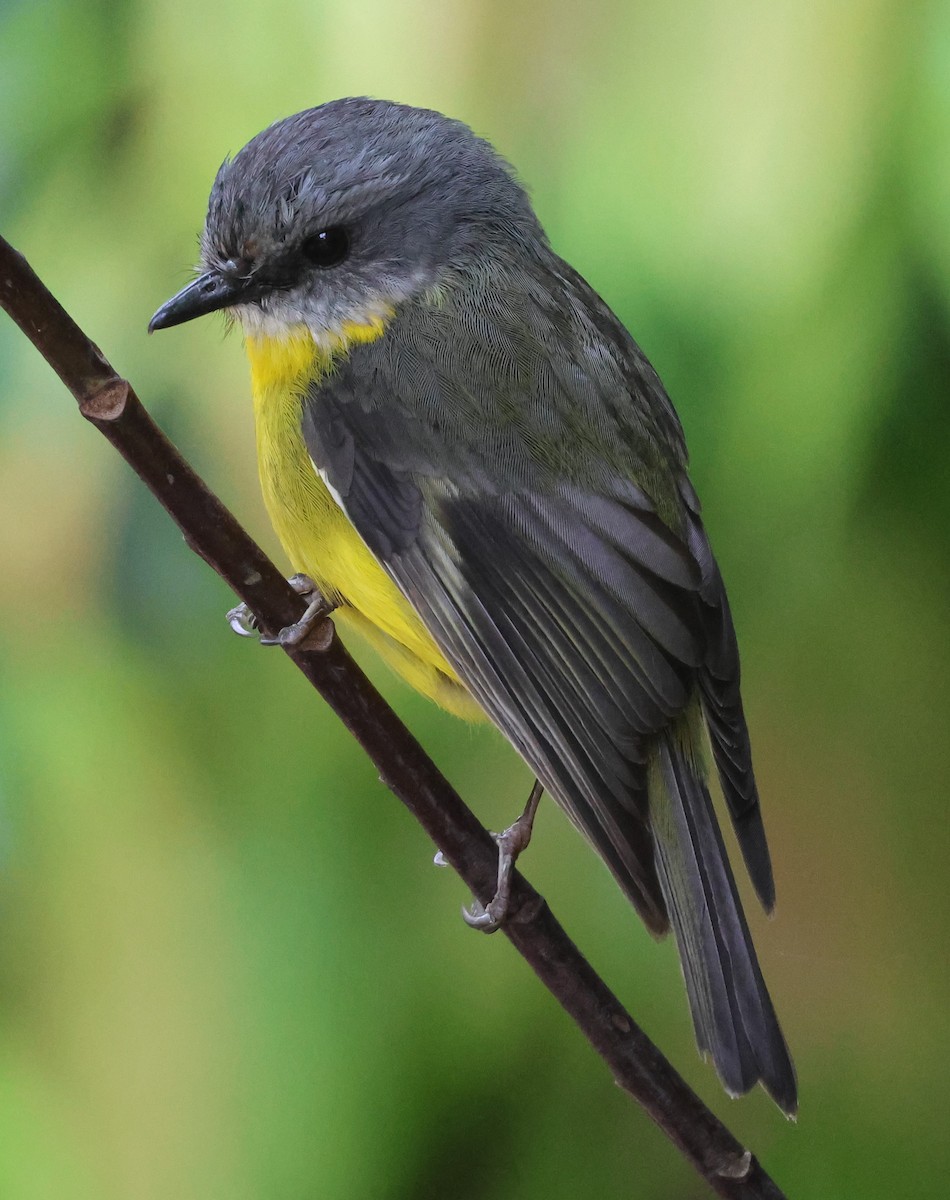 Eastern Yellow Robin - ML625567228