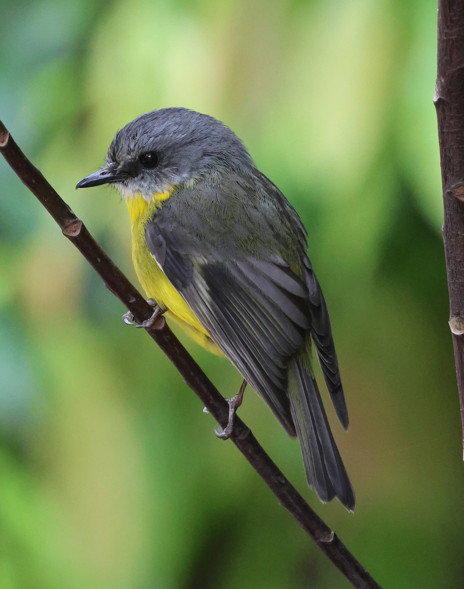 Eastern Yellow Robin - ML625567229