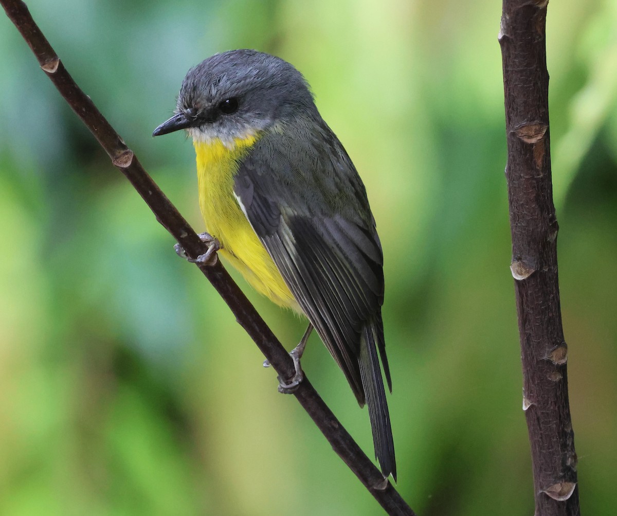 Eastern Yellow Robin - ML625567230