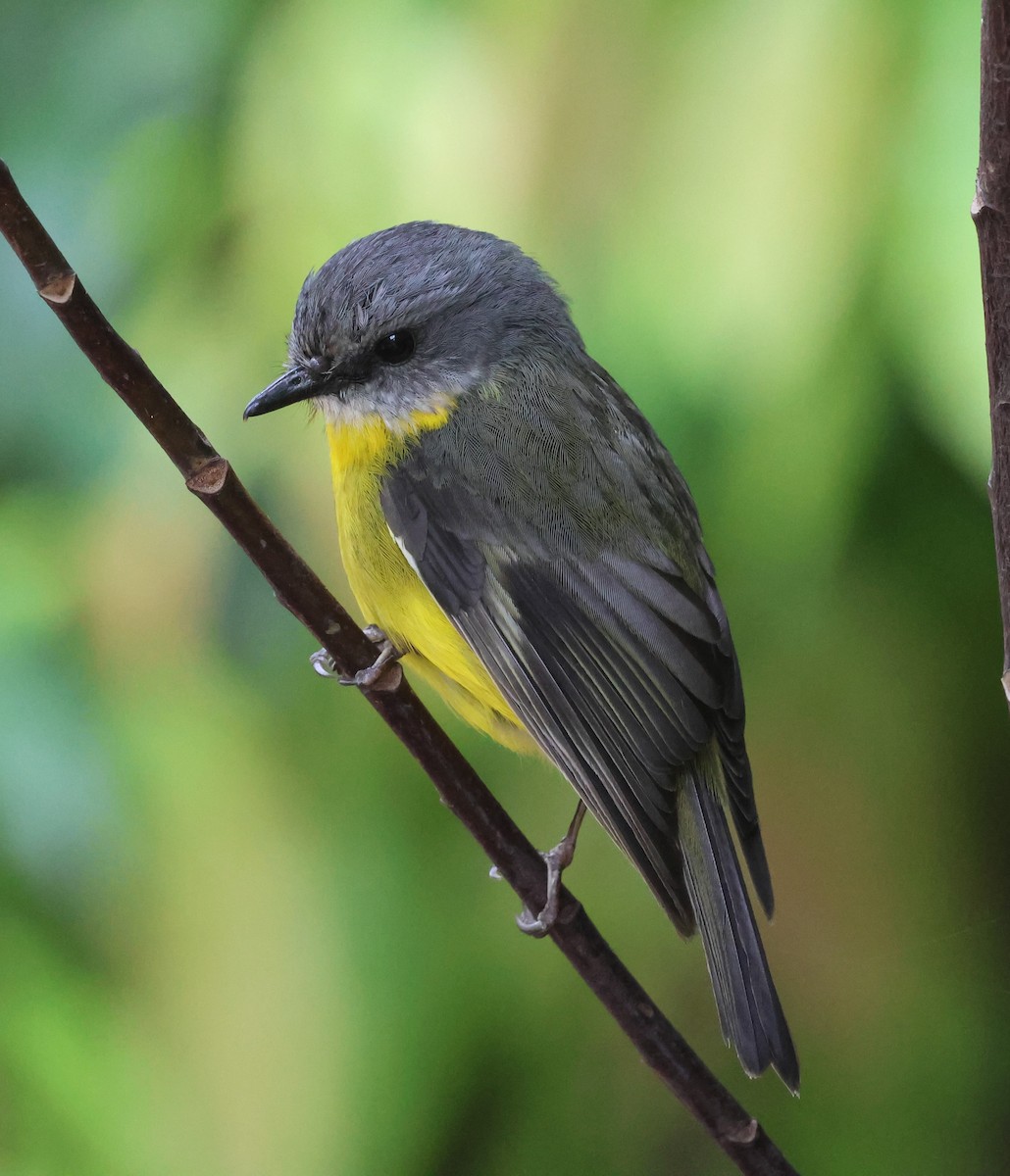 Eastern Yellow Robin - ML625567231