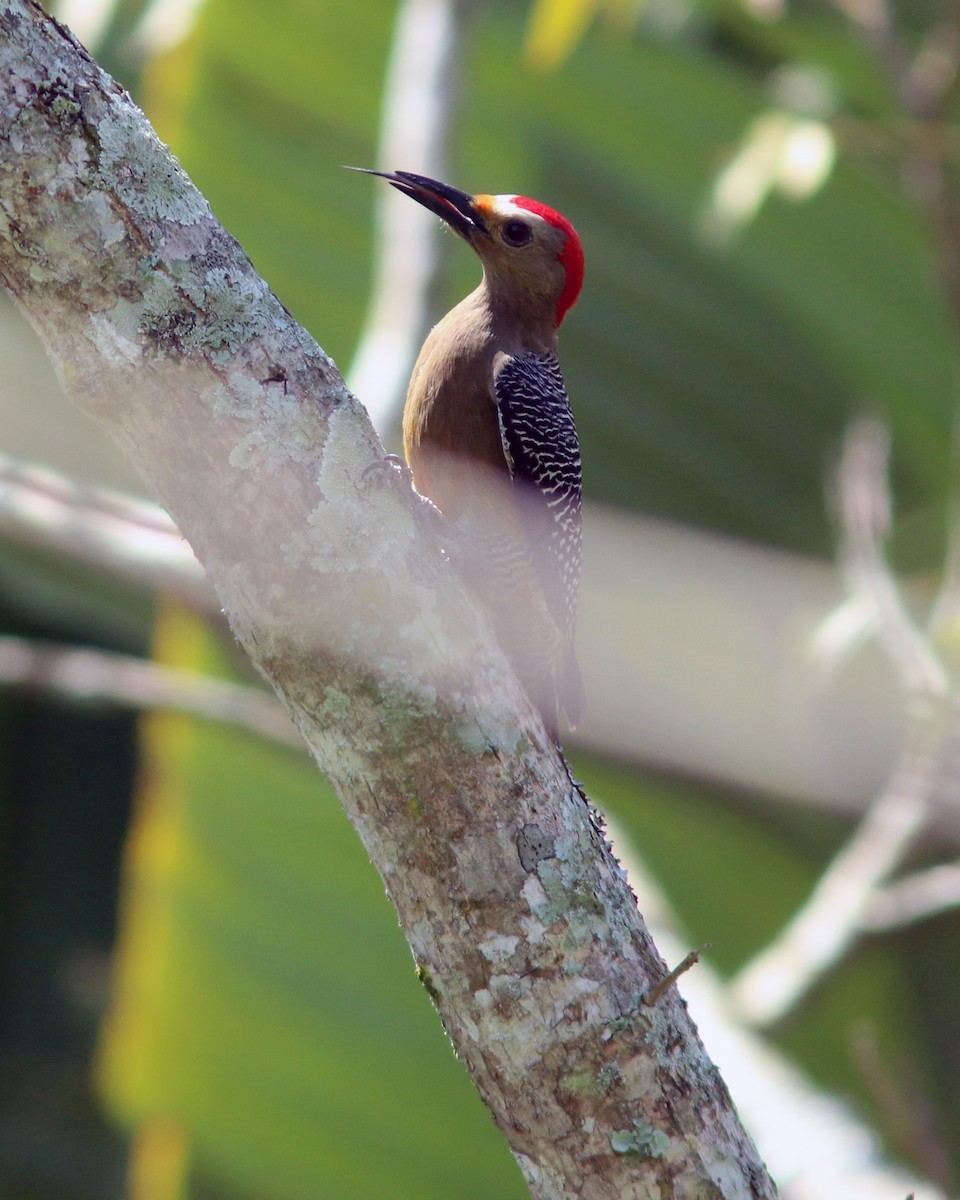 Golden-fronted Woodpecker - ML625567233