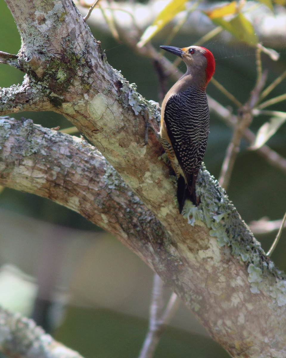 Golden-fronted Woodpecker - Jared Clarke