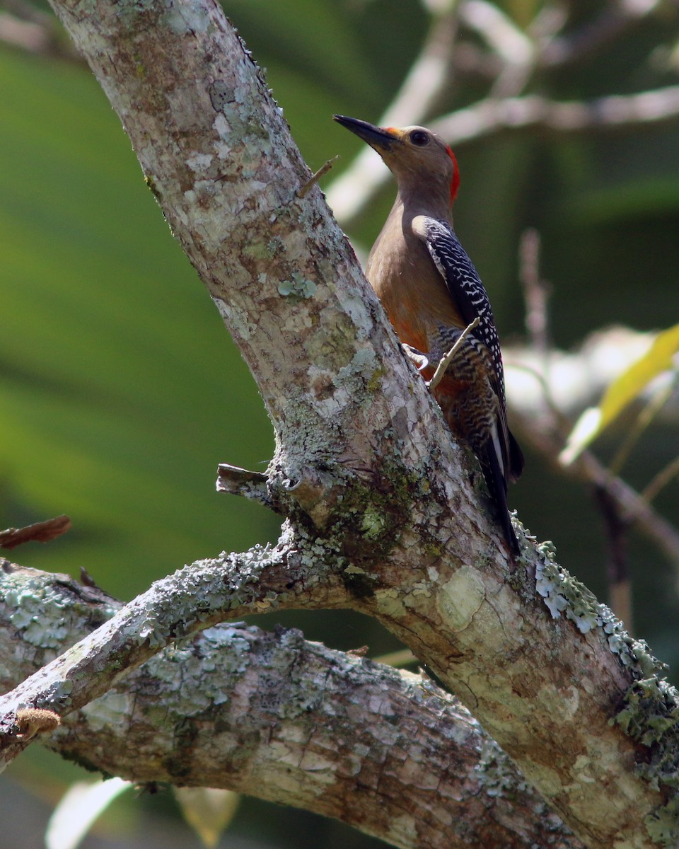 Golden-fronted Woodpecker - ML625567235