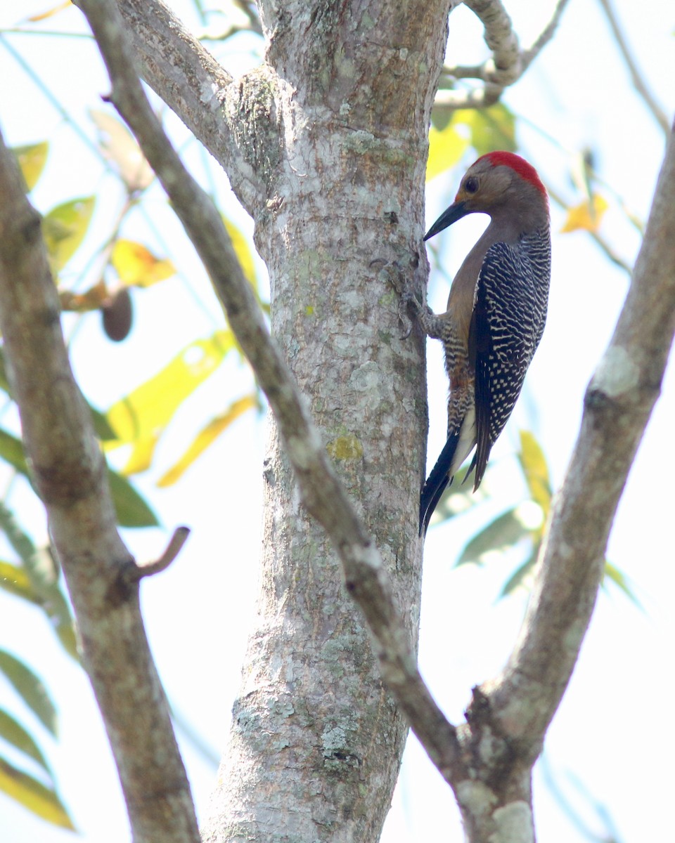 Golden-fronted Woodpecker - ML625567236