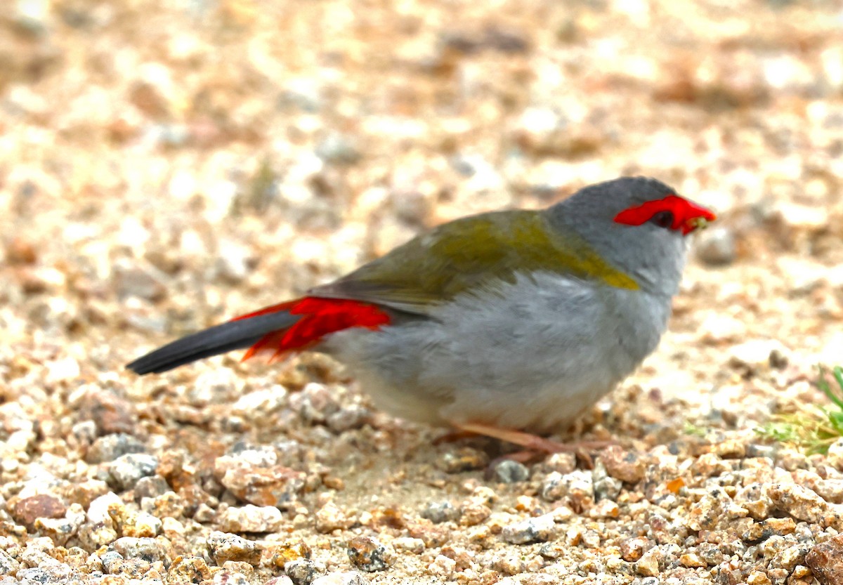 Red-browed Firetail - ML625567271