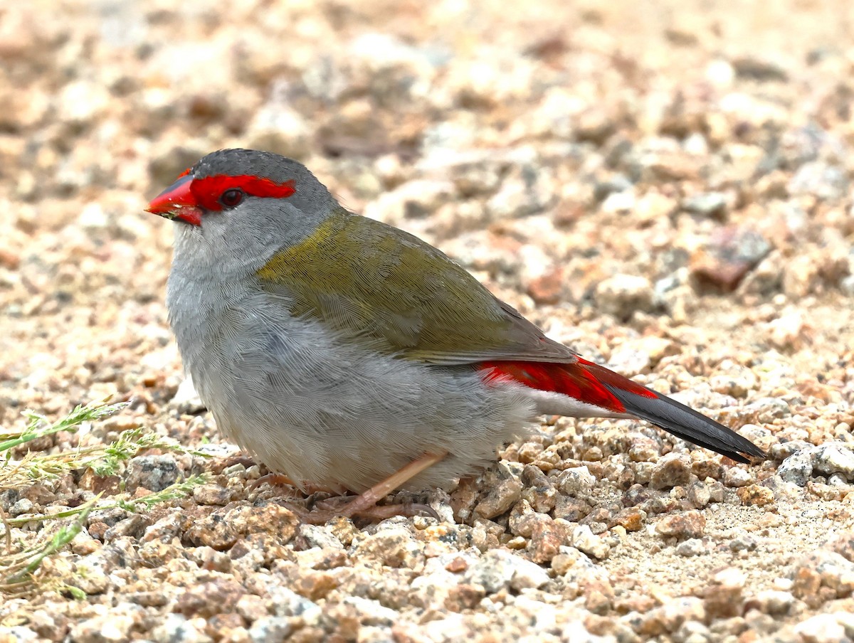 Red-browed Firetail - ML625567273