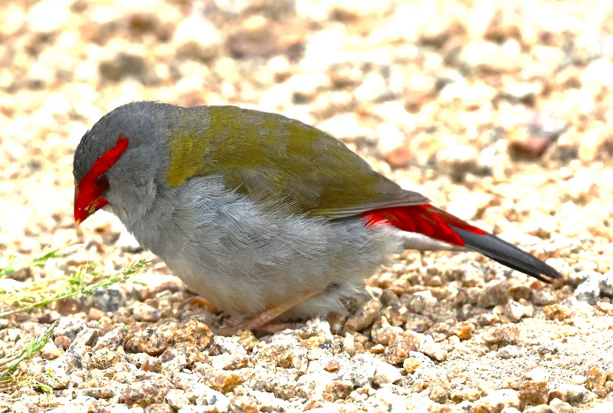 Red-browed Firetail - ML625567274