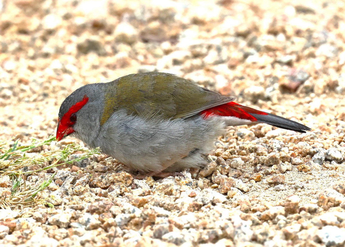 Red-browed Firetail - ML625567275