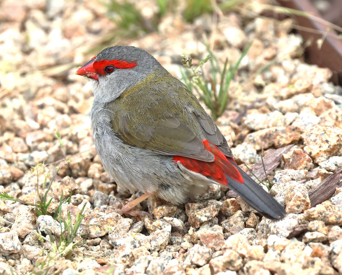 Red-browed Firetail - ML625567276