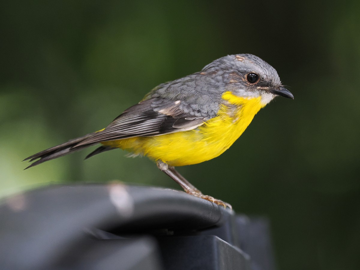 Eastern Yellow Robin - ML625567280