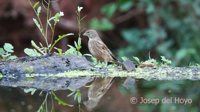 ムネアカヒワ - ML625567312