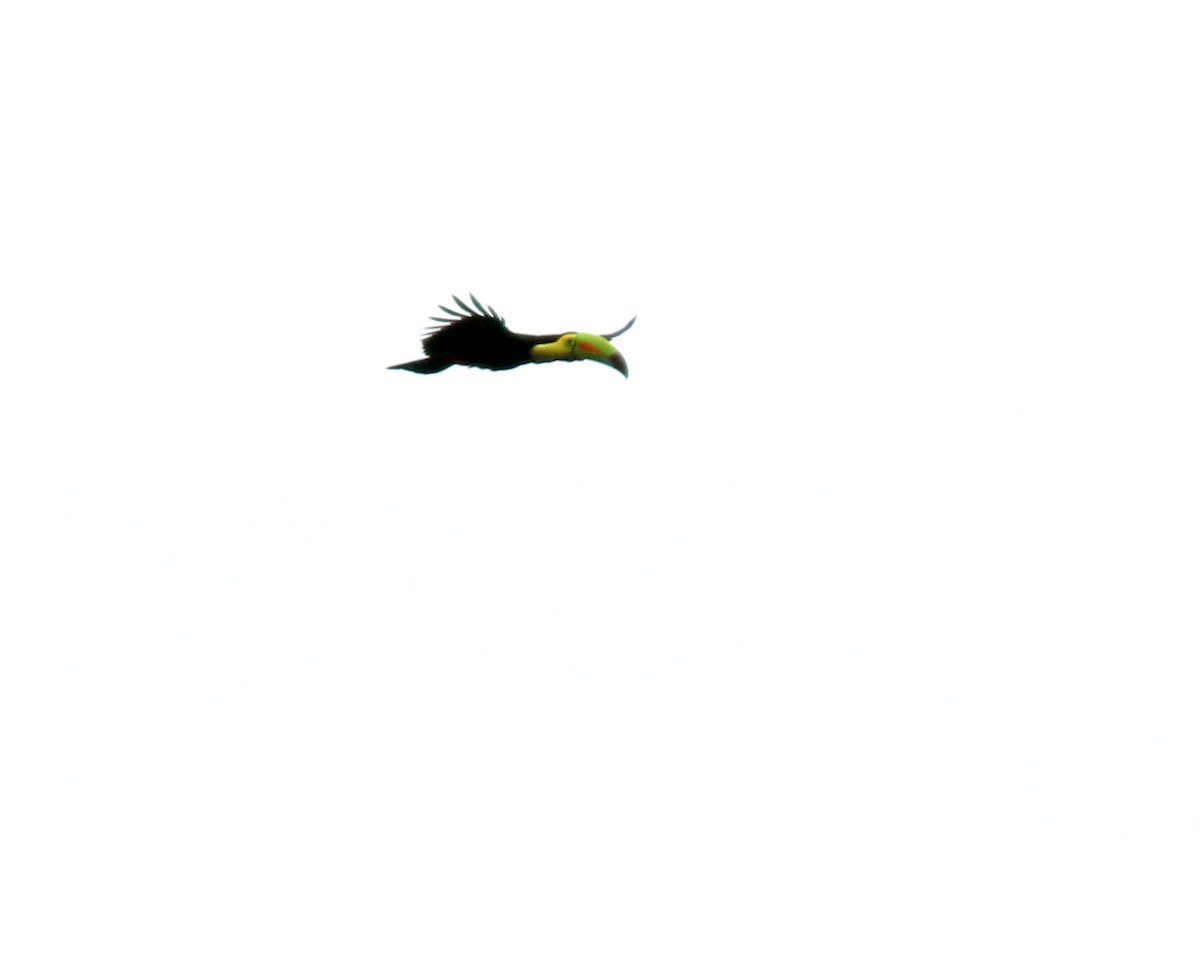 Keel-billed Toucan - ML625567337