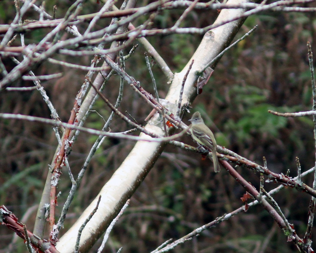 Yellow-bellied Elaenia - ML625567339