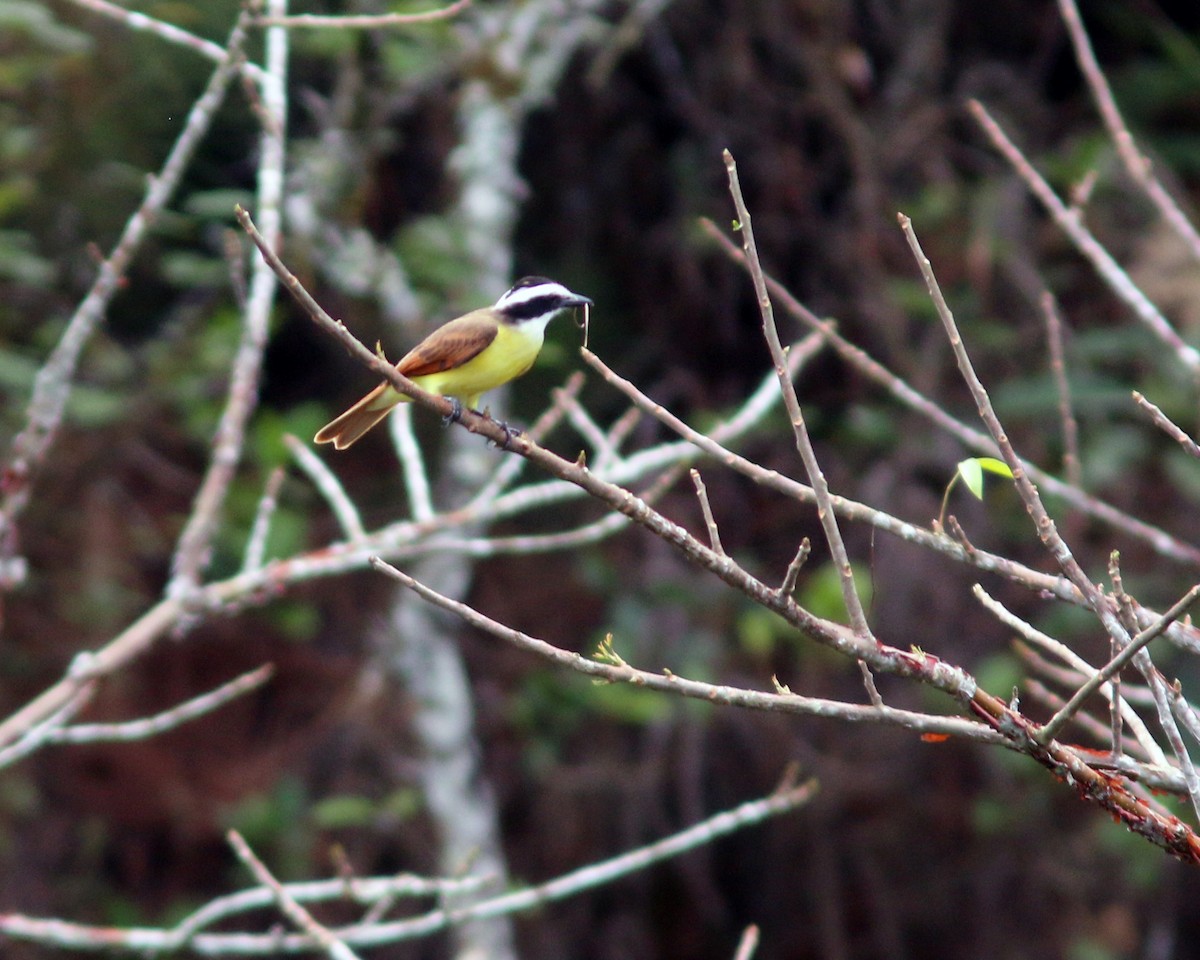 Great Kiskadee - ML625567346