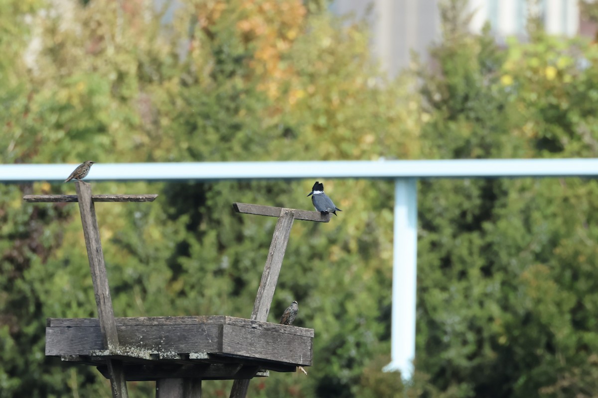 Belted Kingfisher - ML625567347