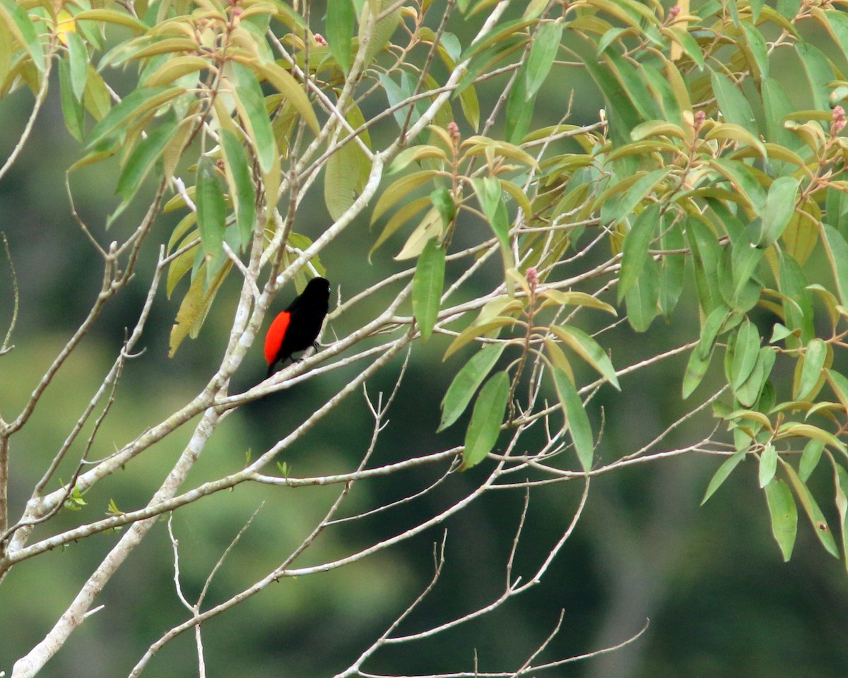 Scarlet-rumped Tanager (Passerini's) - ML625567353