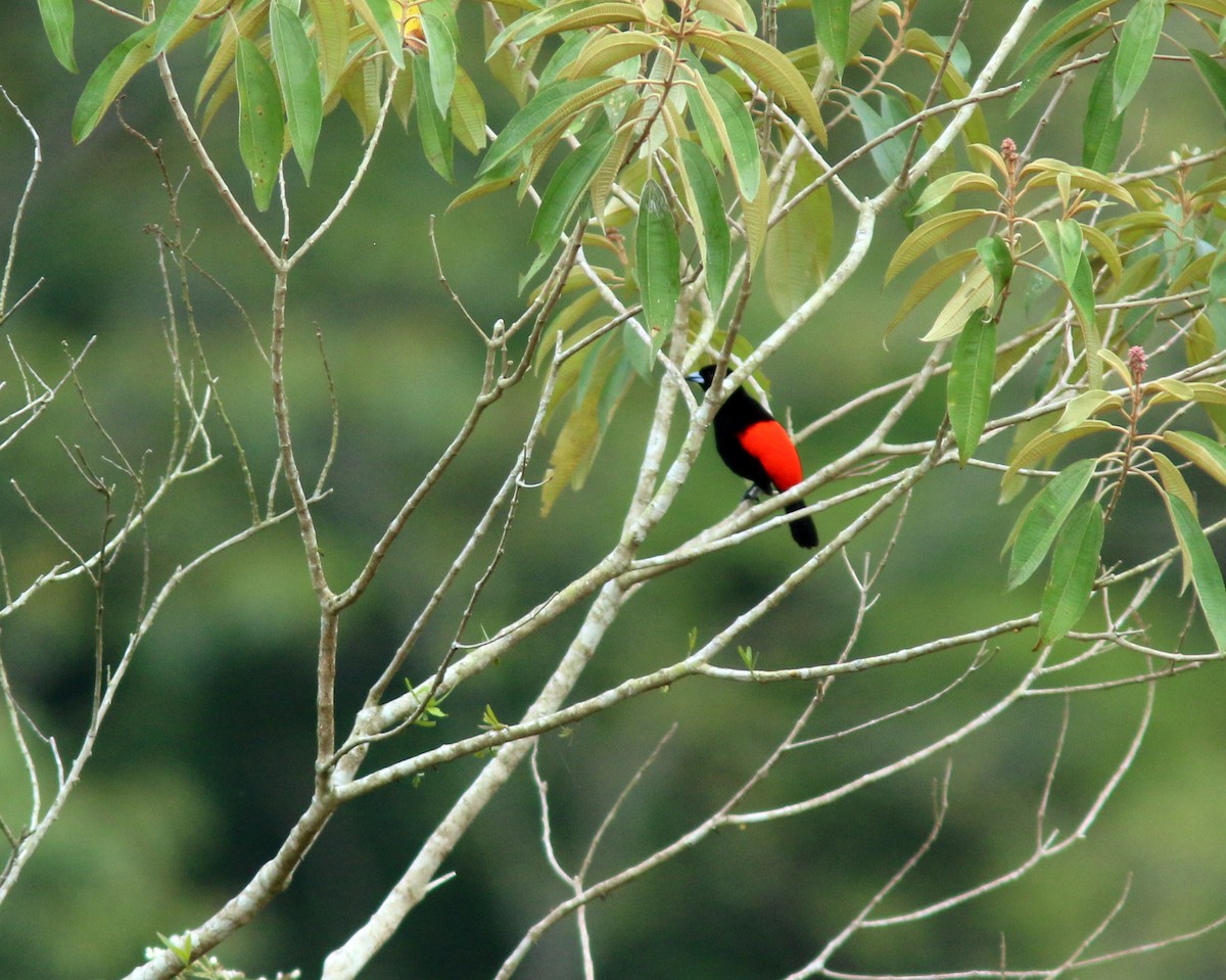 Scarlet-rumped Tanager (Passerini's) - ML625567354
