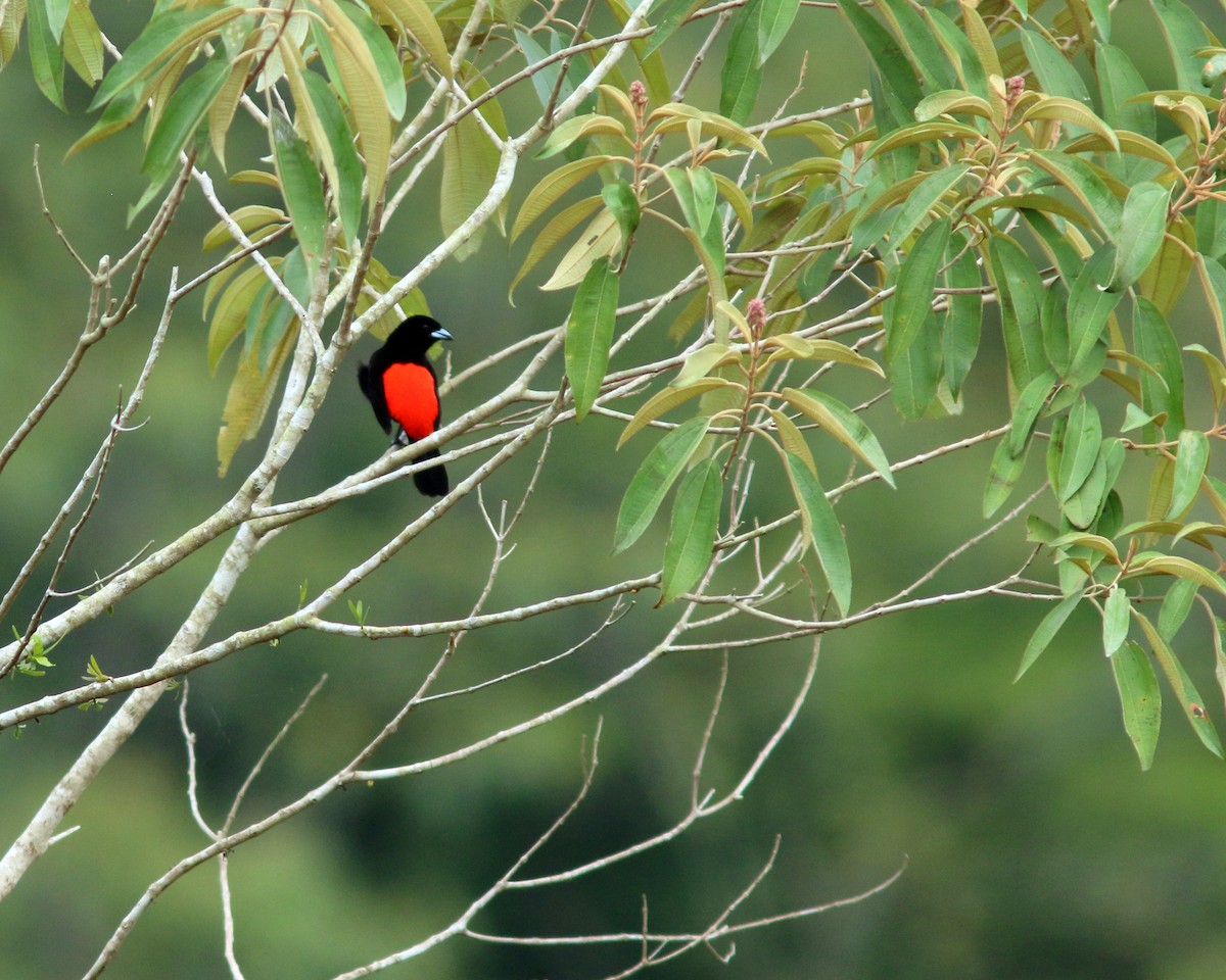 Scarlet-rumped Tanager (Passerini's) - ML625567355