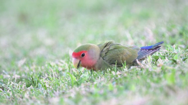Rosy-faced Lovebird - ML625567358