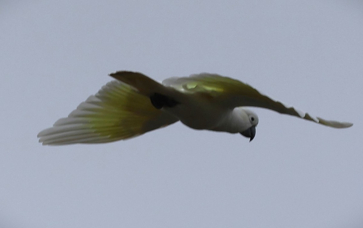 Sulphur-crested Cockatoo - ML625567362