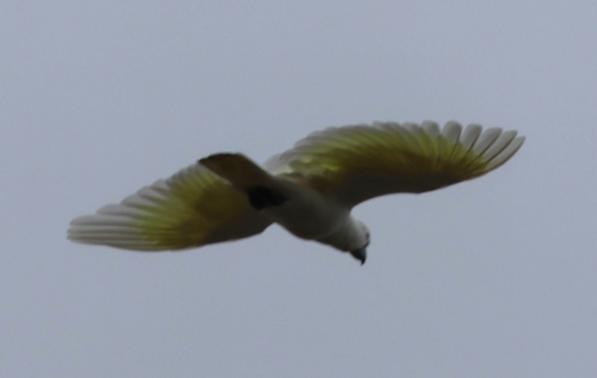 Sulphur-crested Cockatoo - ML625567363