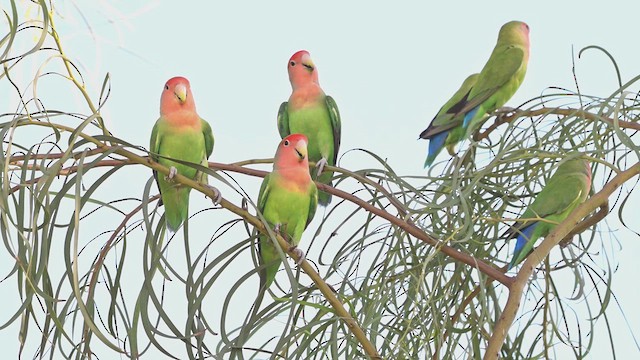 Rosy-faced Lovebird - ML625567423