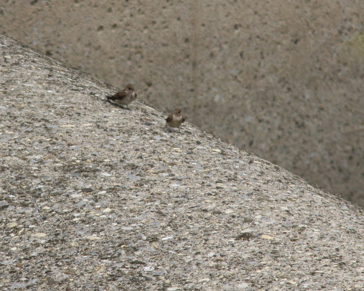 Northern Rough-winged Swallow - ML625567481