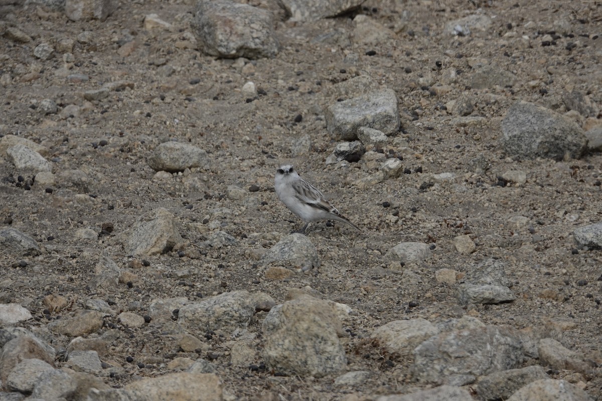 White-rumped Snowfinch - ML625567514