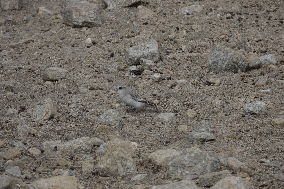 White-rumped Snowfinch - ML625567515