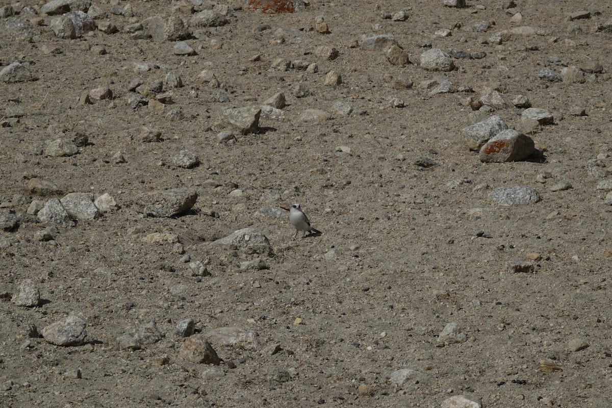 White-rumped Snowfinch - ML625567516