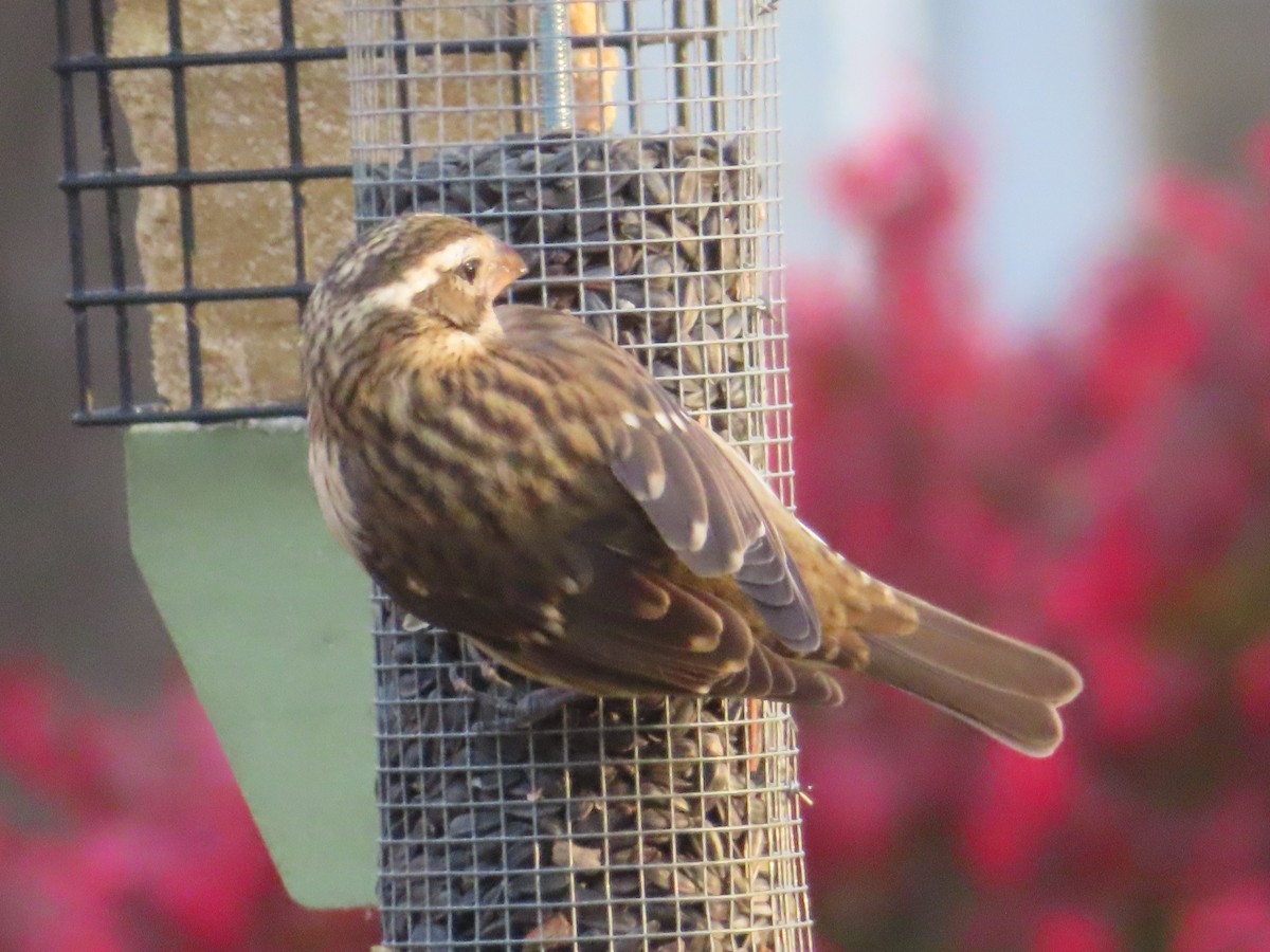 Rose-breasted Grosbeak - ML625567526