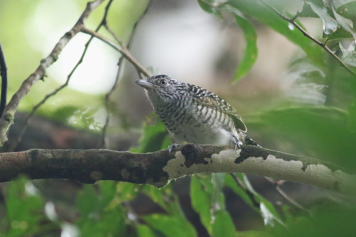 Barred Antshrike - ML625567535