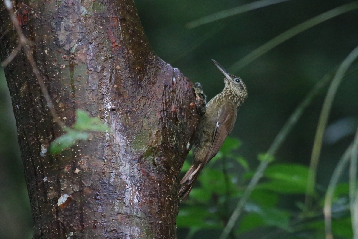 Cocoa Woodcreeper - ML625567540