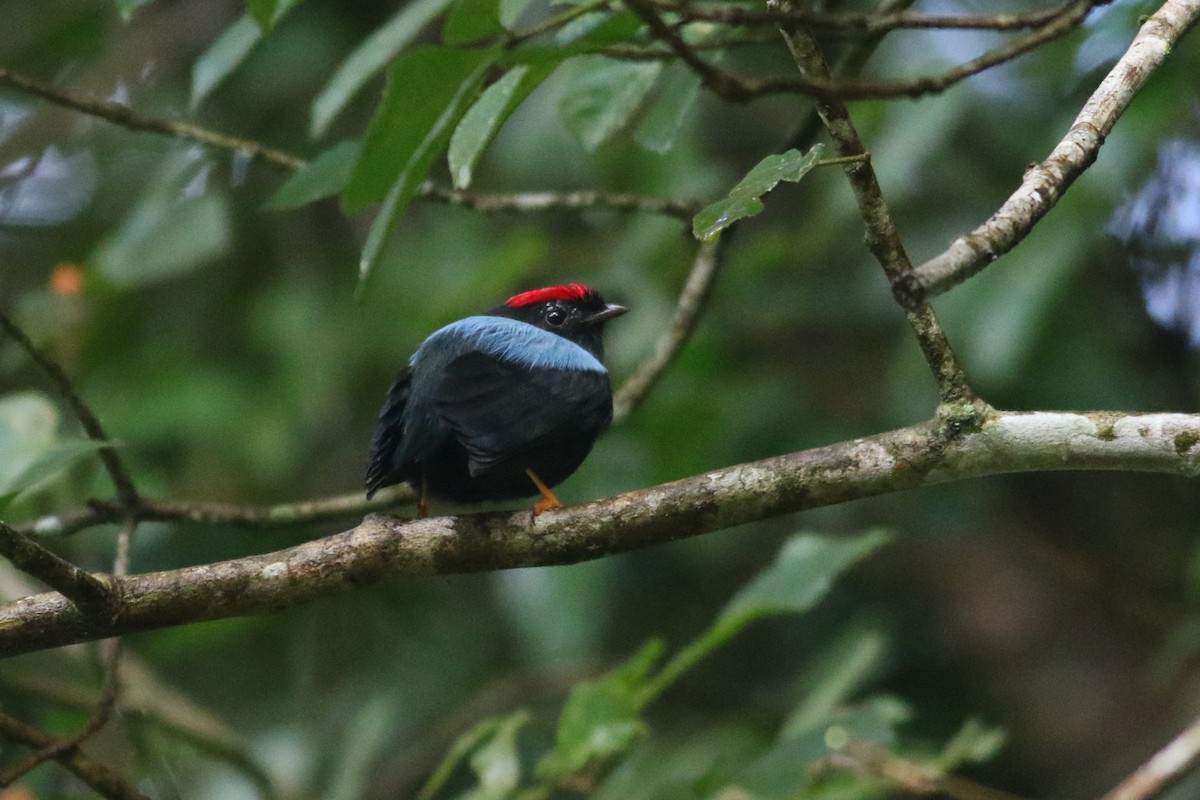 Lance-tailed Manakin - ML625567542