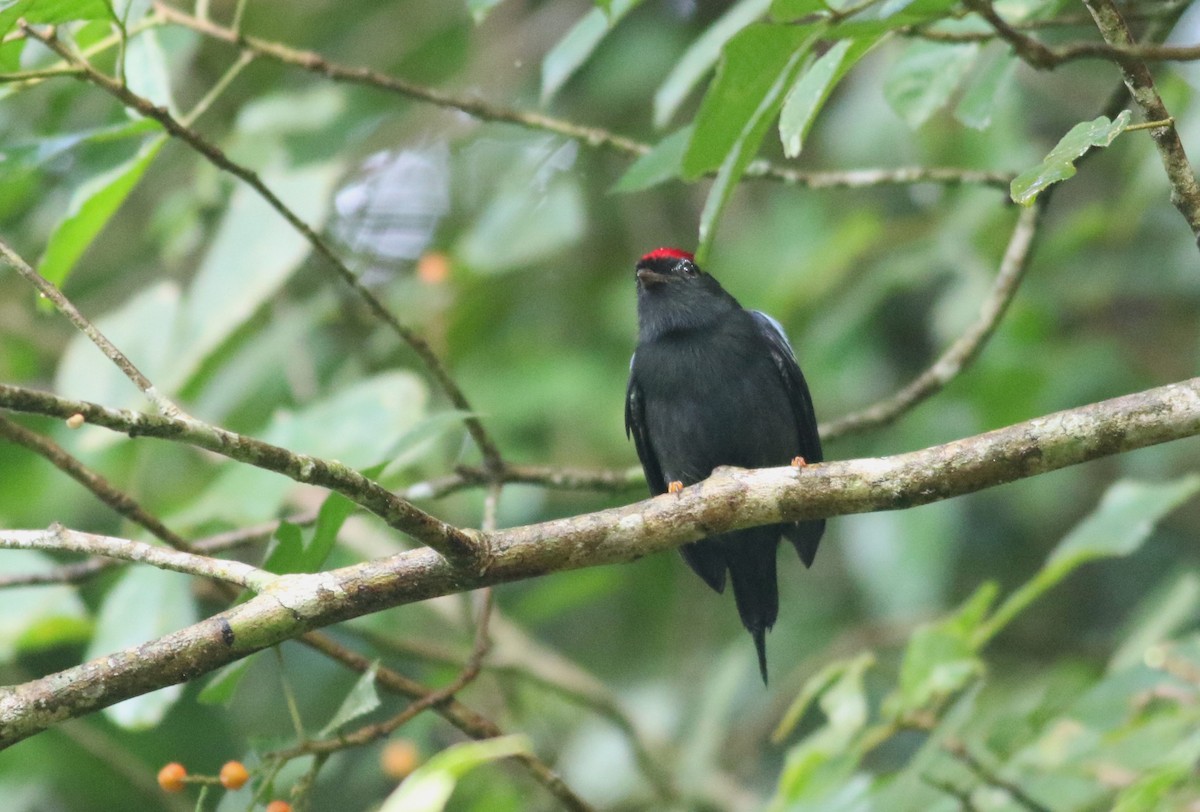 Lance-tailed Manakin - ML625567543