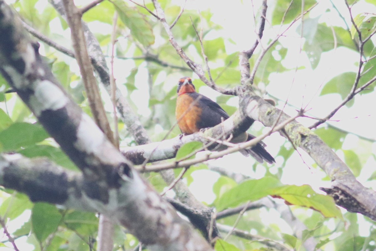 Rosy Thrush-Tanager - ML625567548