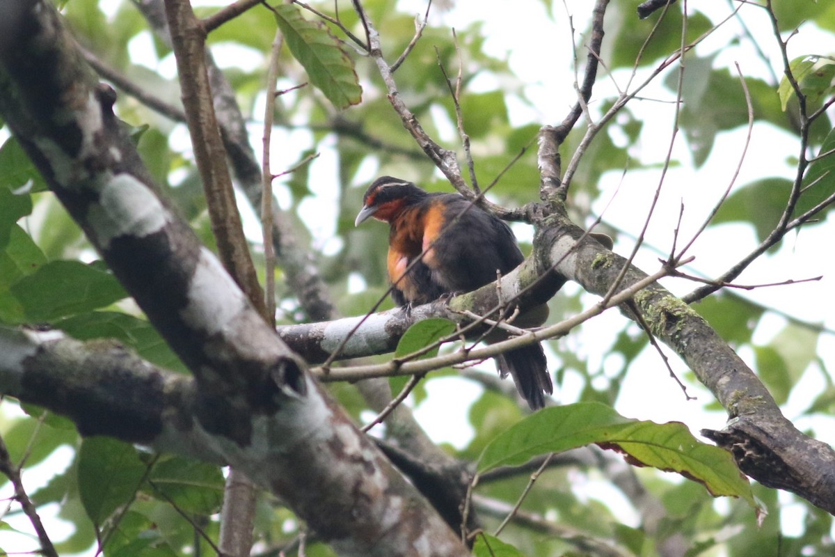 Rosy Thrush-Tanager - ML625567549