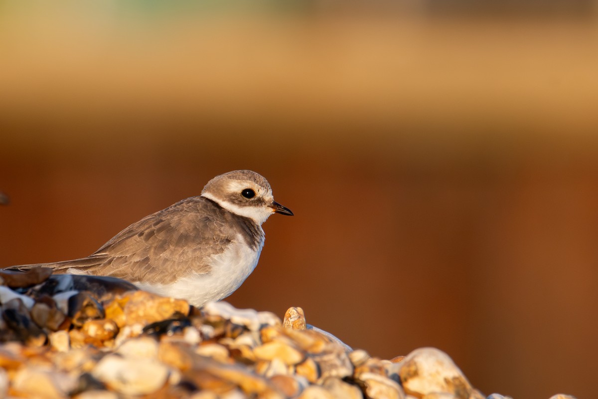 Common Ringed Plover - ML625567668