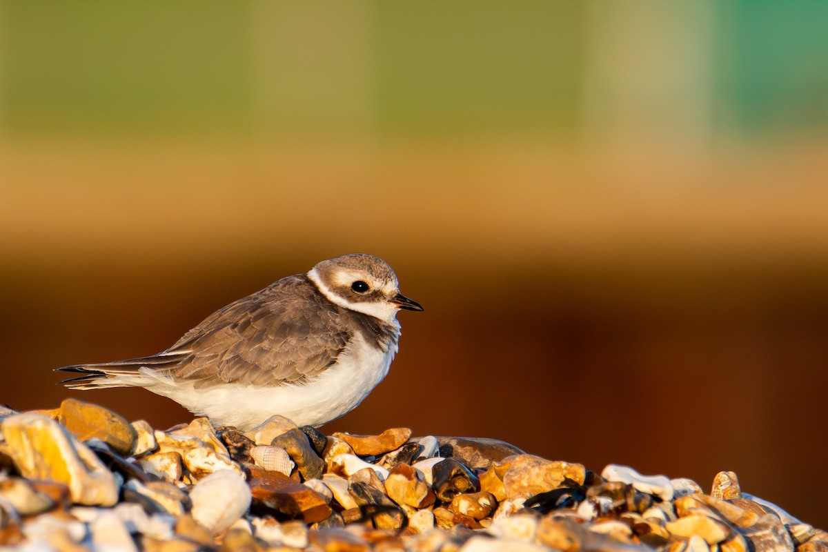 Common Ringed Plover - ML625567670