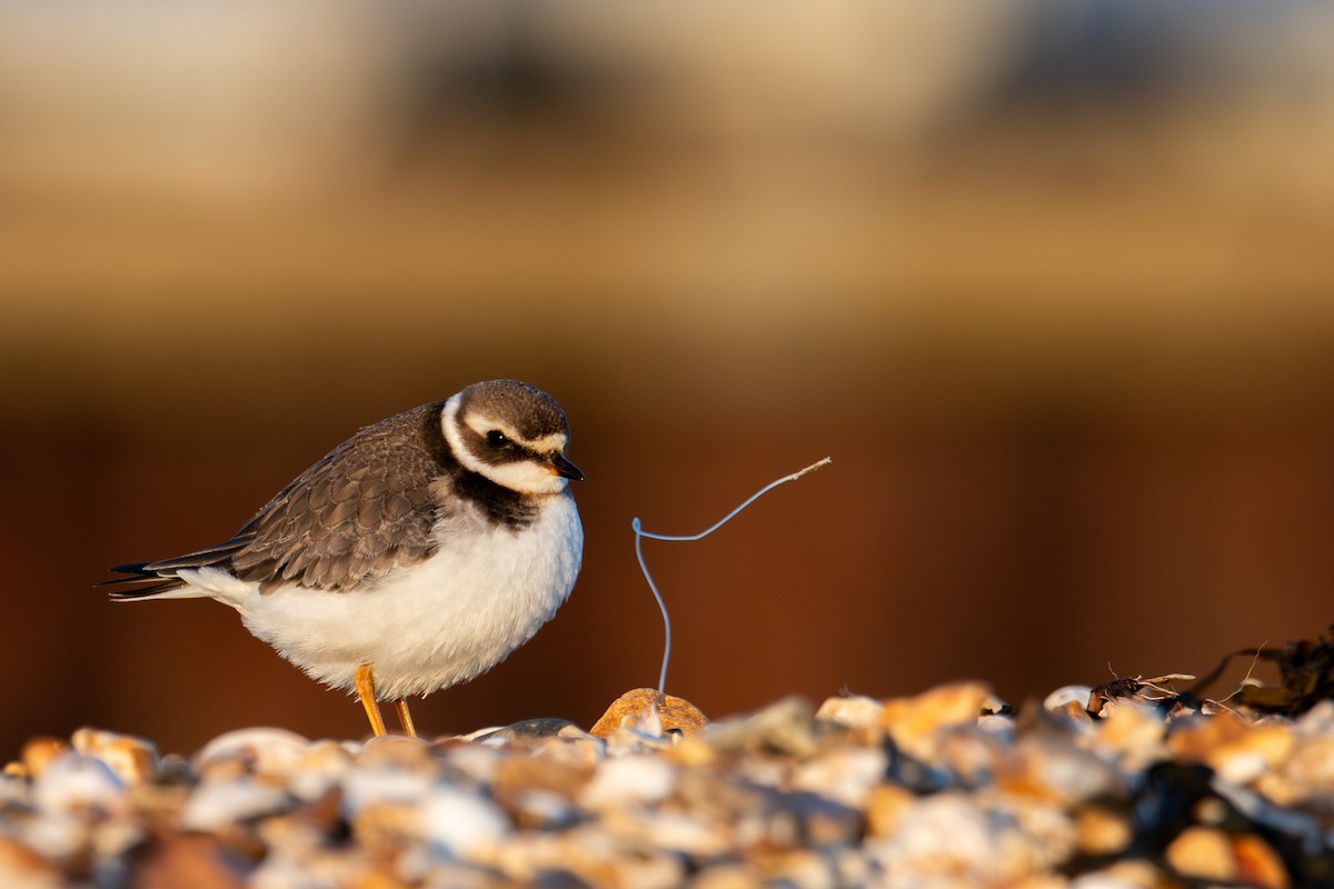 Common Ringed Plover - ML625567671