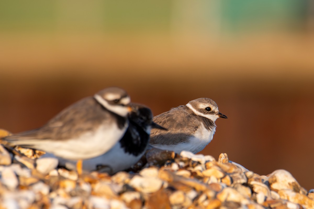 Common Ringed Plover - ML625567672