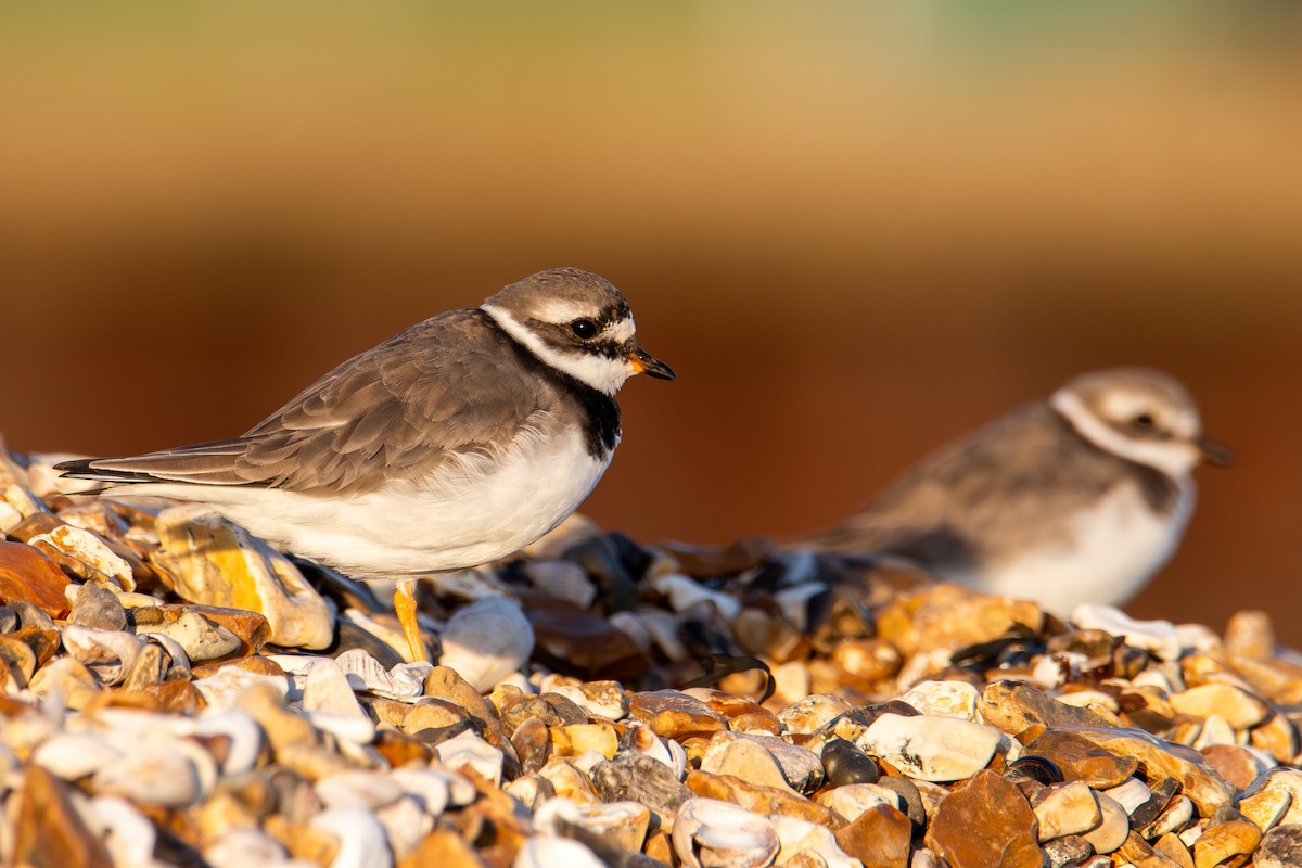 Common Ringed Plover - ML625567673