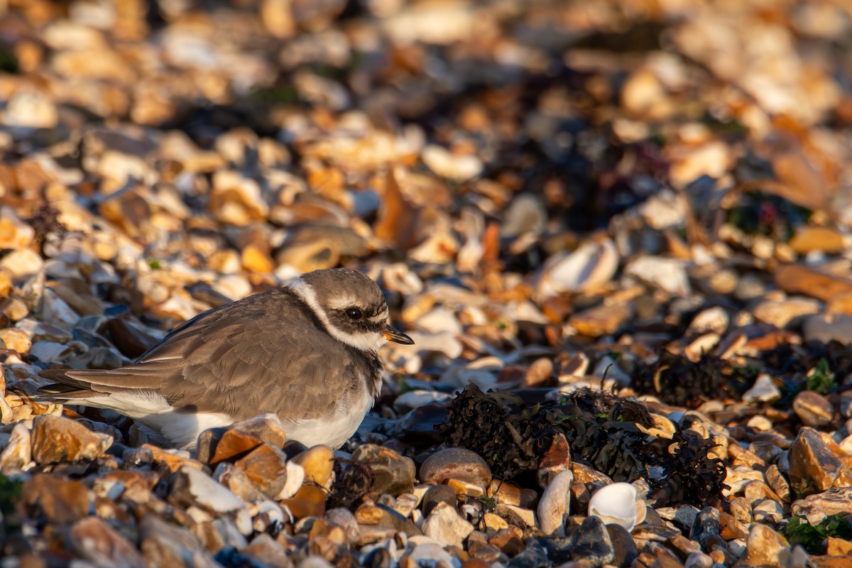 Common Ringed Plover - ML625567674