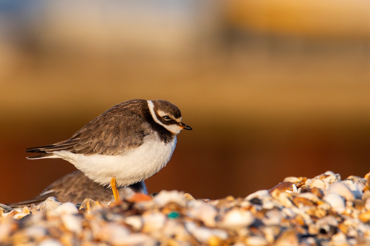 Common Ringed Plover - ML625567675